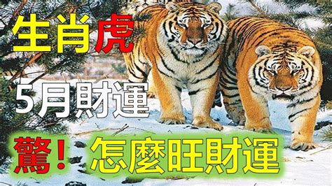 屬虎2022下半年運勢|2022年12生肖運勢大全——生肖虎